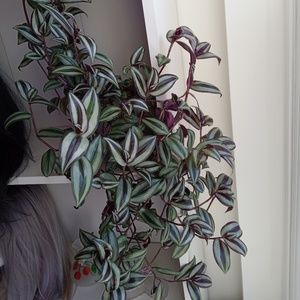 Meet your Posher, Jane